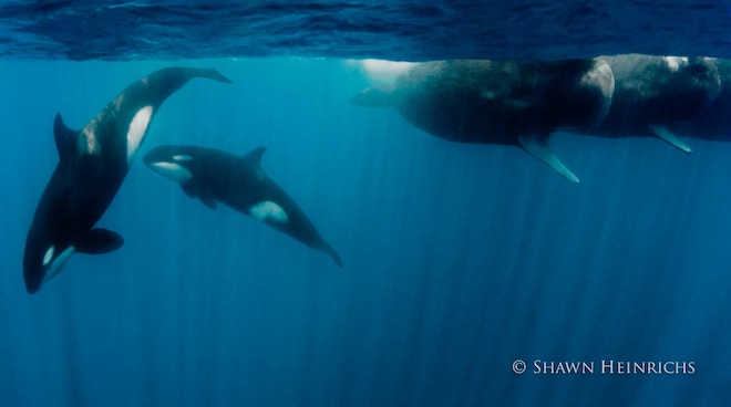 2-shawnheinrichs-20130418-110228-_v3t5842-edit