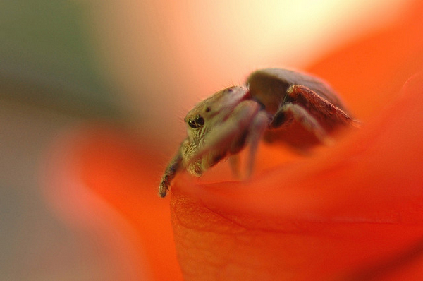 A shy web spinner