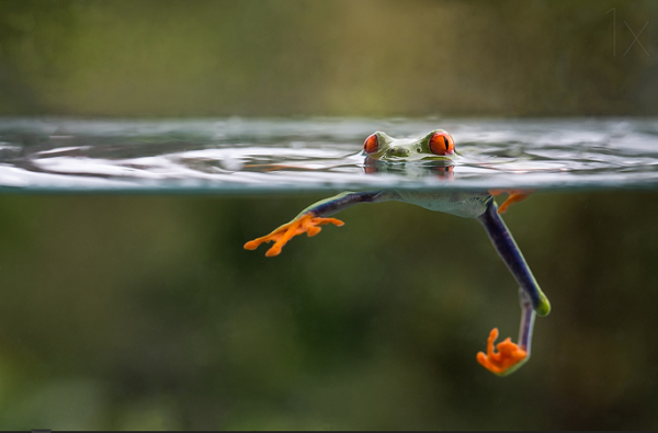 Agalychnis Callidryas