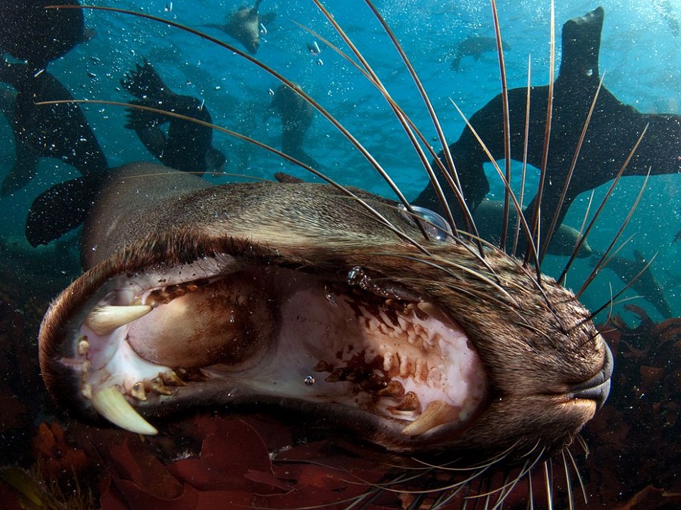 Cape Fur Seals, South Africa