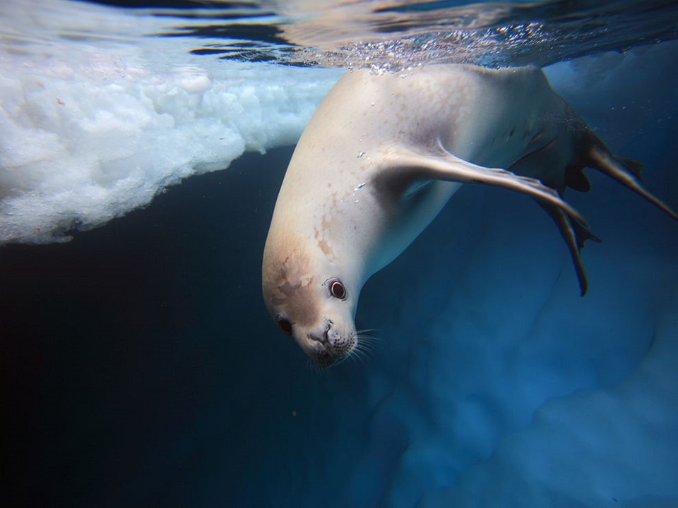 Crabeater Seal