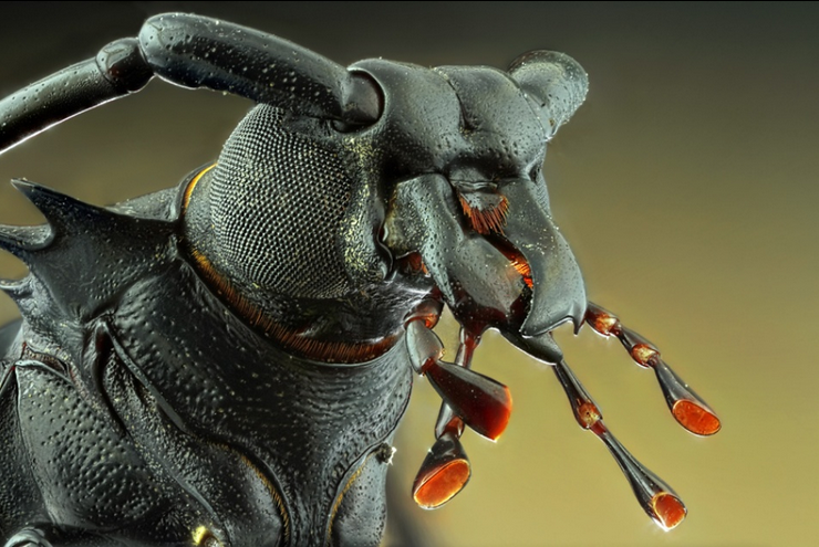 Dark Warrior - Bugs Macro Photography