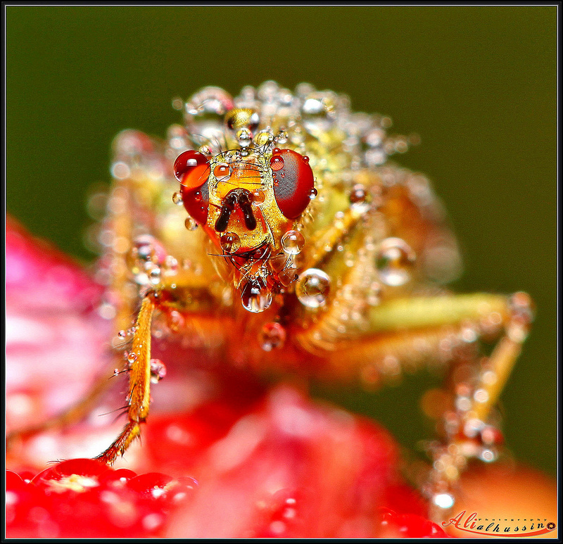 Dew Drops on Insect - Macro Photography