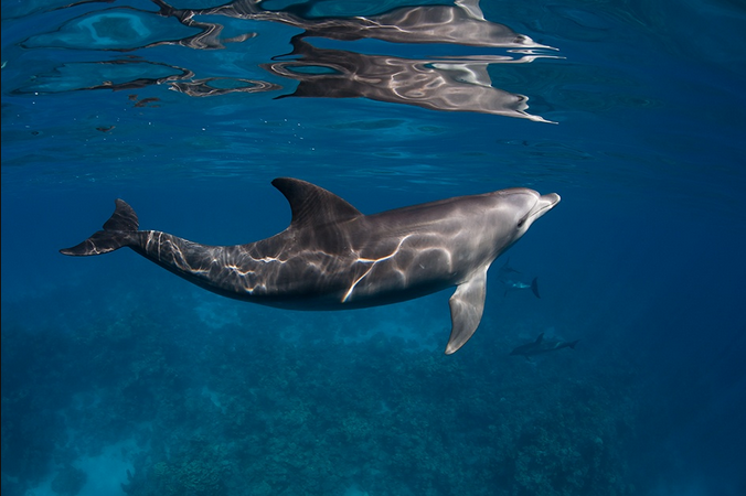 Dolphins - Reflections