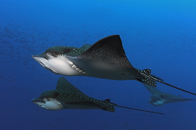 Eagle Rays