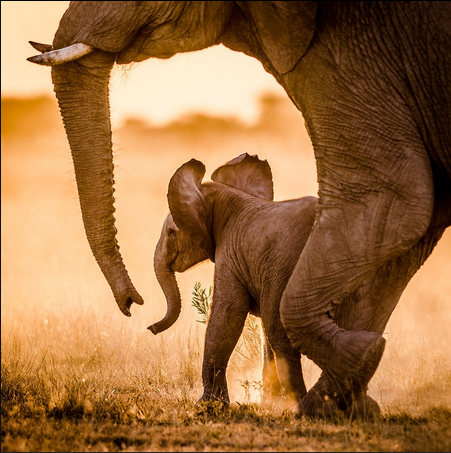Elephant baby
