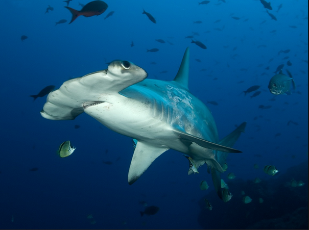 Hammerhead