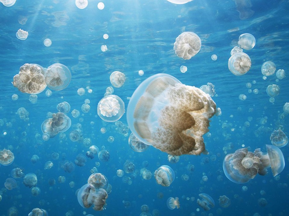 Jellyfish, Palau