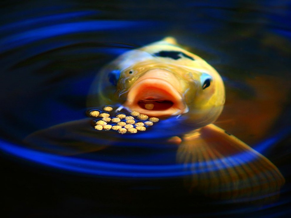Koi Feeding, Texas