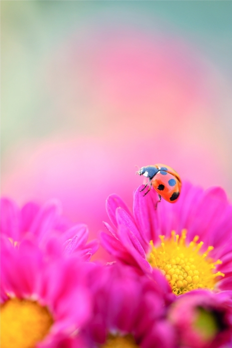 Lady Bird Macro Photograph