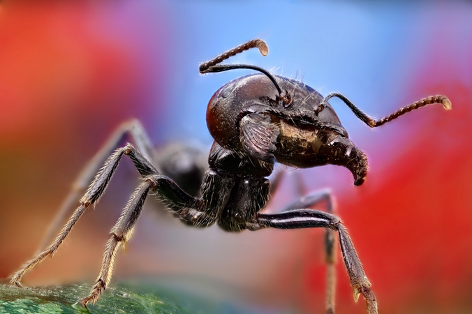 Macro Ant - Thankfully They are Small
