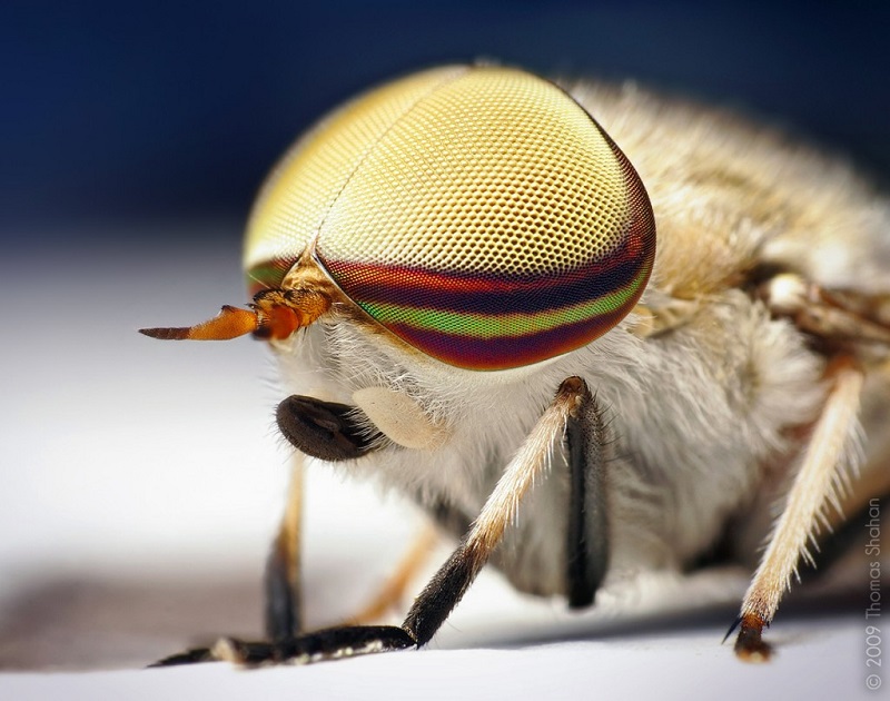 Male Striped Horse-Fly Tabanus lineola Macro Photography