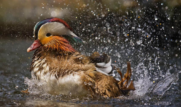 Mandarin Duck