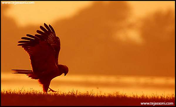 Marsh Harrier