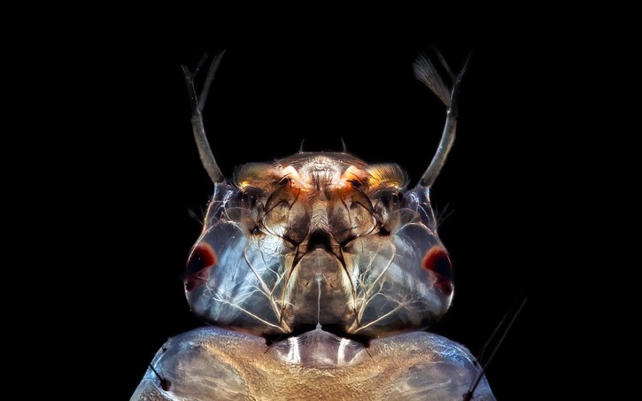 Mosquito Larva Macro Photography