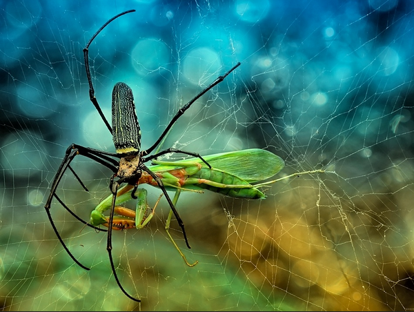 Natural Law - Spider with a Prey Macro Photography