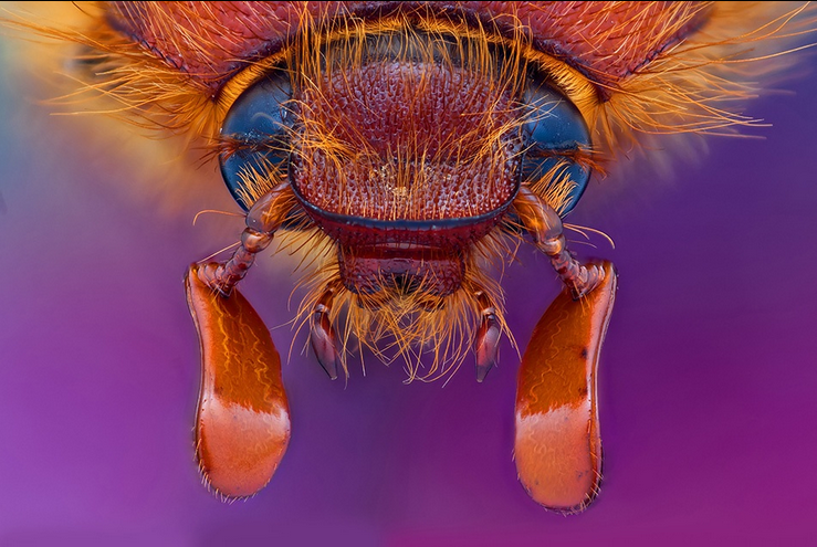 Pretty Blue Eyes - Insect Macro Photography