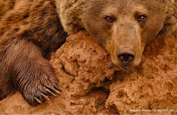 Red Brown Bear