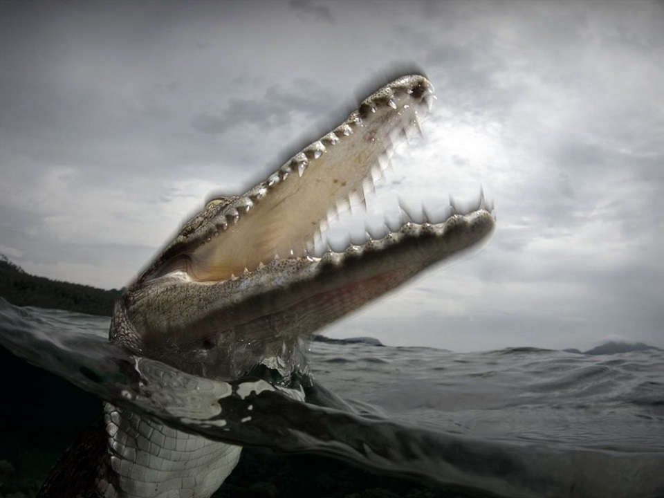 Saltwater Crocodile