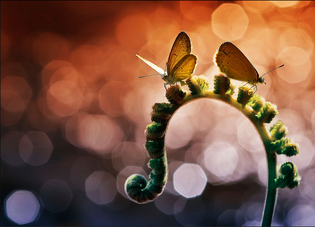 Scatter Wings - Butterfly Macro Photography
