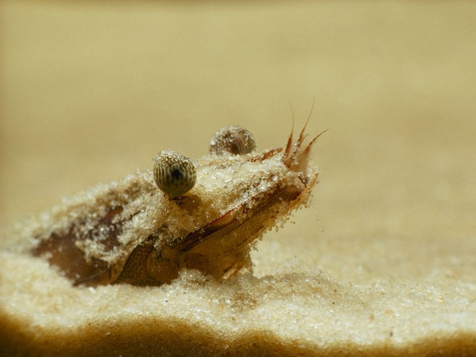 Shrimp Hiding in Sand, Florida