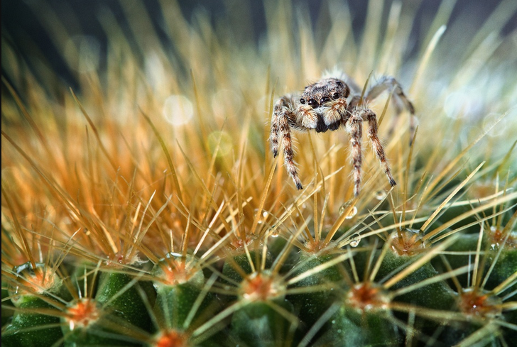 Spider on Cactus Macro Photography