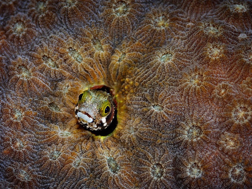 Spiny-Headed Blenny