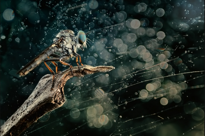 Stand Alone - Beautiful Insect Photography