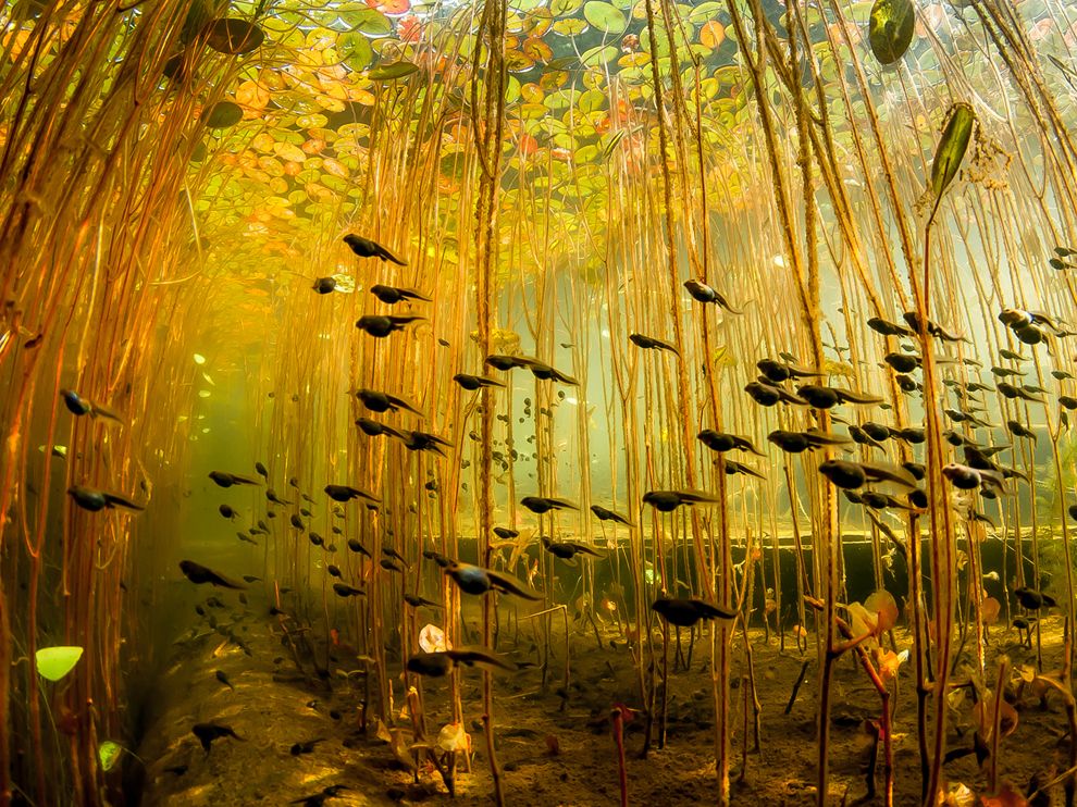 Tadpoles, Canada