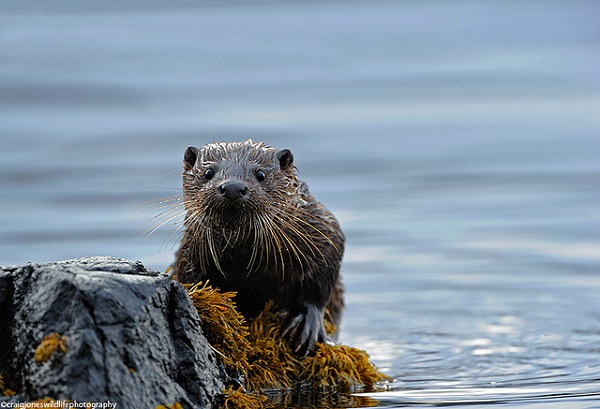 The Riverside Otter