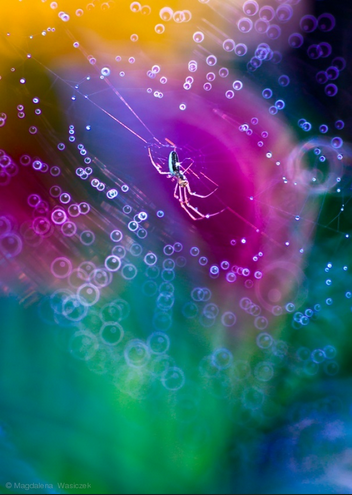 The weaver of colors - Colorful Spider Web