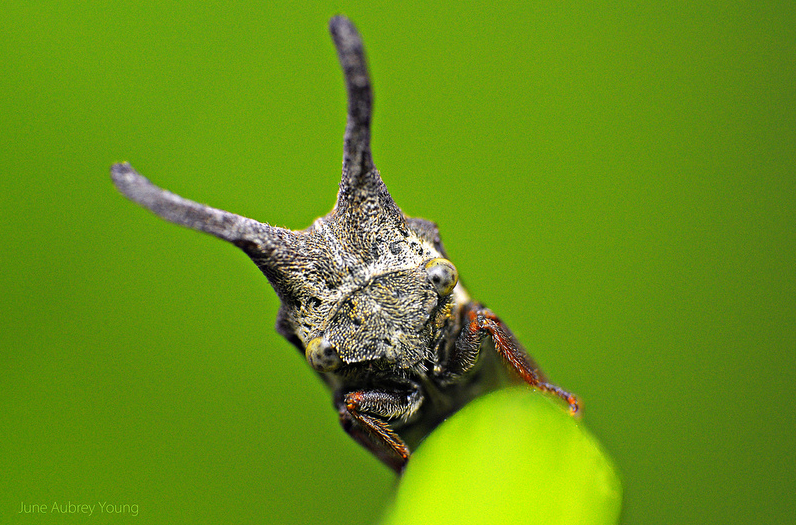 Treehopper Macro Insect Photo