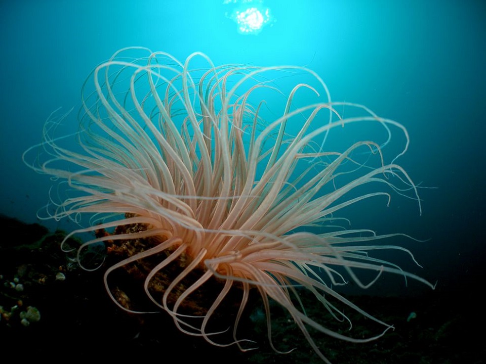 Tube Anemone, Bali