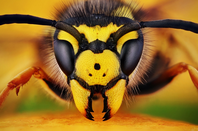 Vespula Germanica - Insect Macro Photography