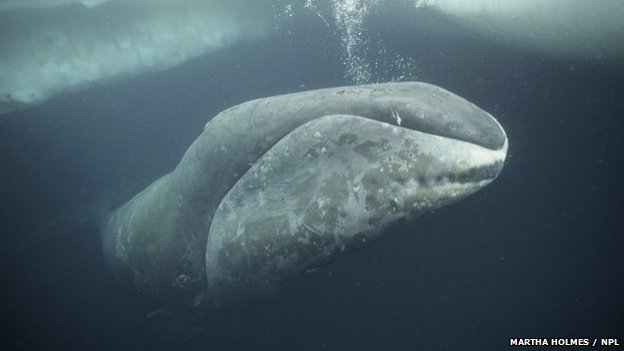 Whales filter feed with a tangled hair-like net