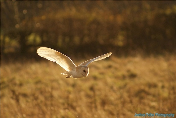 White Owl