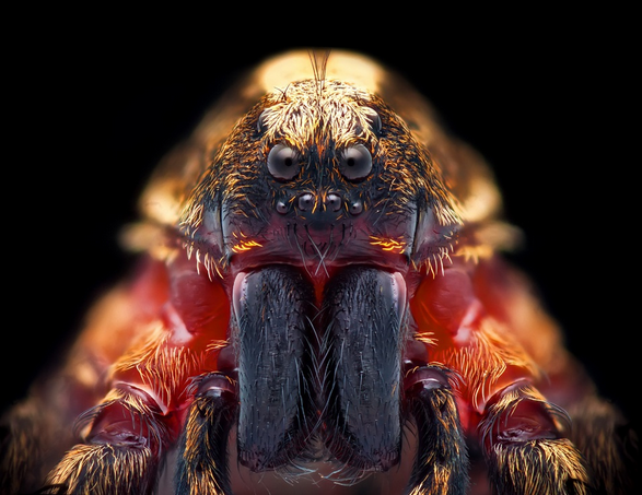 Wolf Spider - Beautiful Macro Photography of Insects