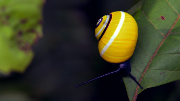 Yellow-Shell-Snail.jpg