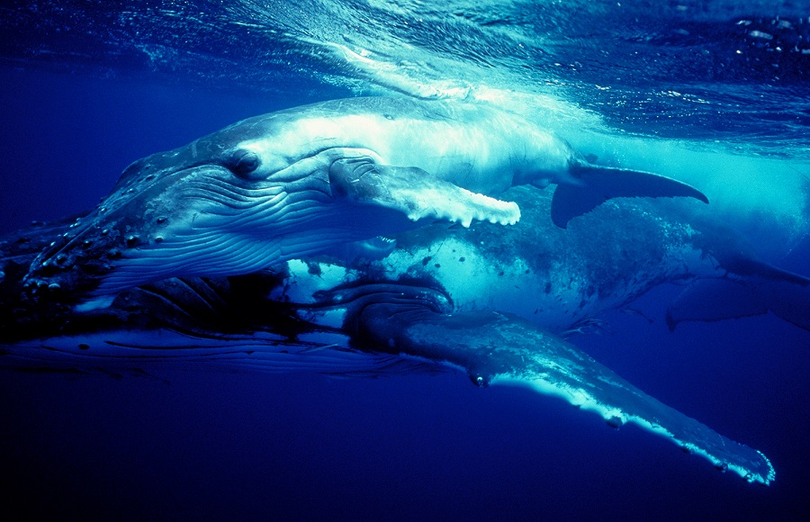 Young Calf Humpback Whale with Mother