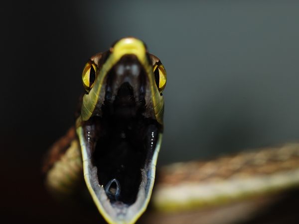 brown-vine-snake-panama