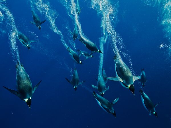 emperor-penguin-divers-nicklen