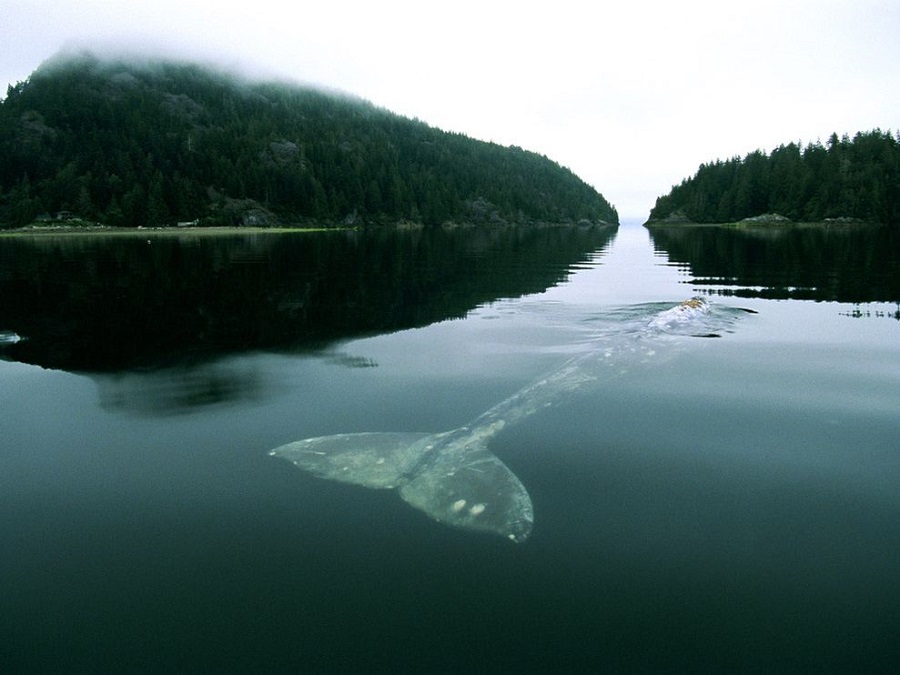 gray-whale