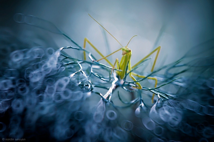 Happy Mantis - Macro Insect Photohraphy