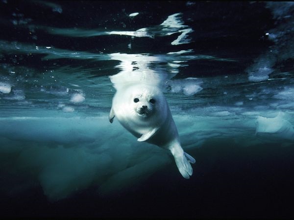 juvenile-harp-seal