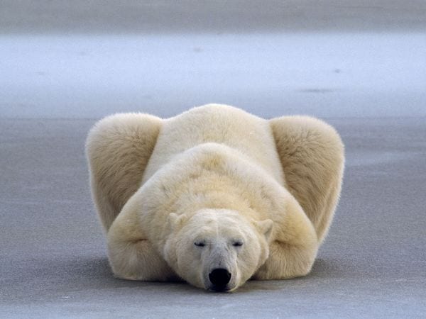 polar-bear-rest