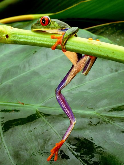 red-eyed-tree-frog