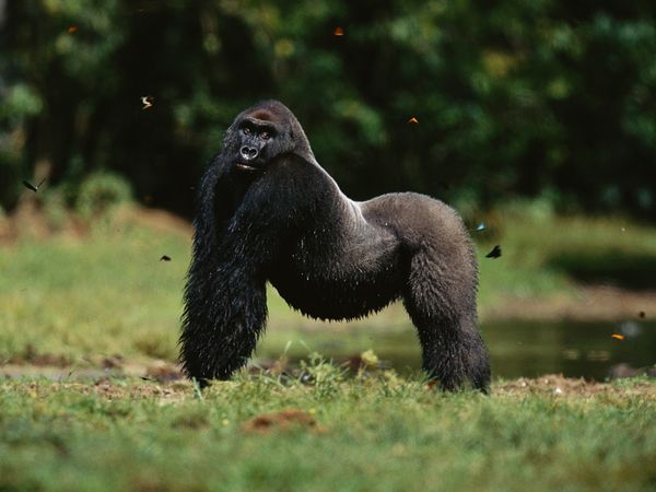 silverback-western-lowland-gorilla