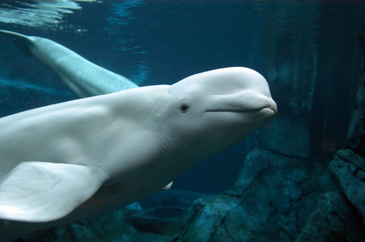 whale that speaks like humans