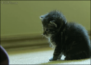 The-Off-Button-cute-cat-gif.gif