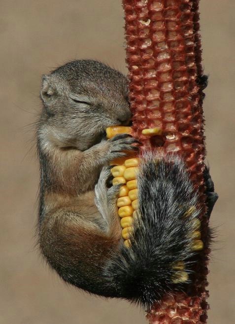 cute squirrel photography - i love you too much